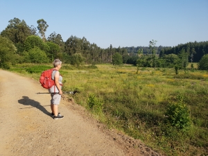 Auf dem Weg nach O Pedrouzo