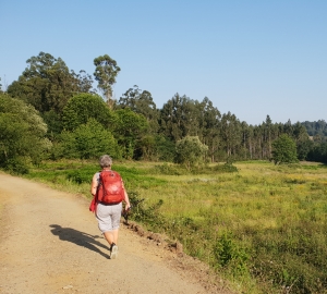 Auf dem Weg nach O Pedrouzo