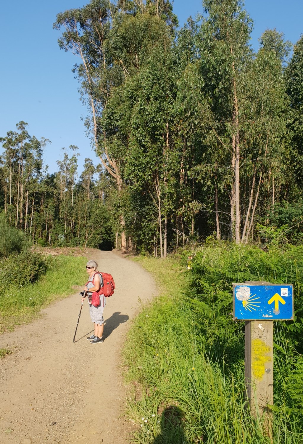 Auf dem Weg nach O Pedrouzo