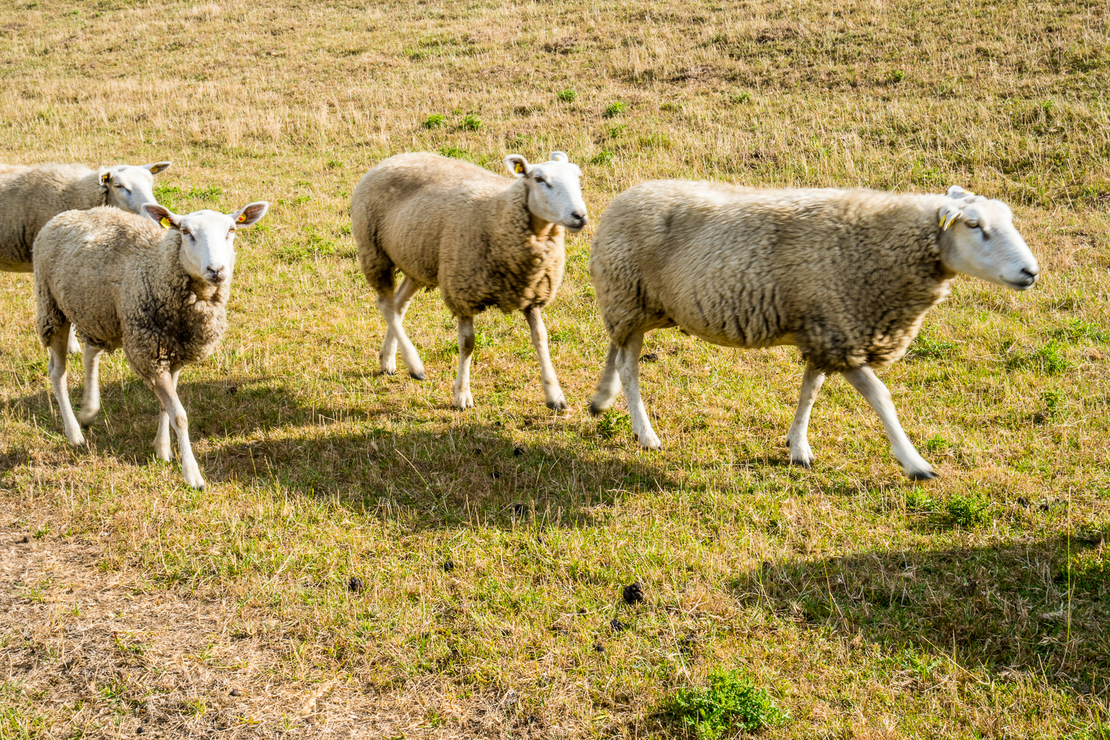 Schafe auf dem Deich