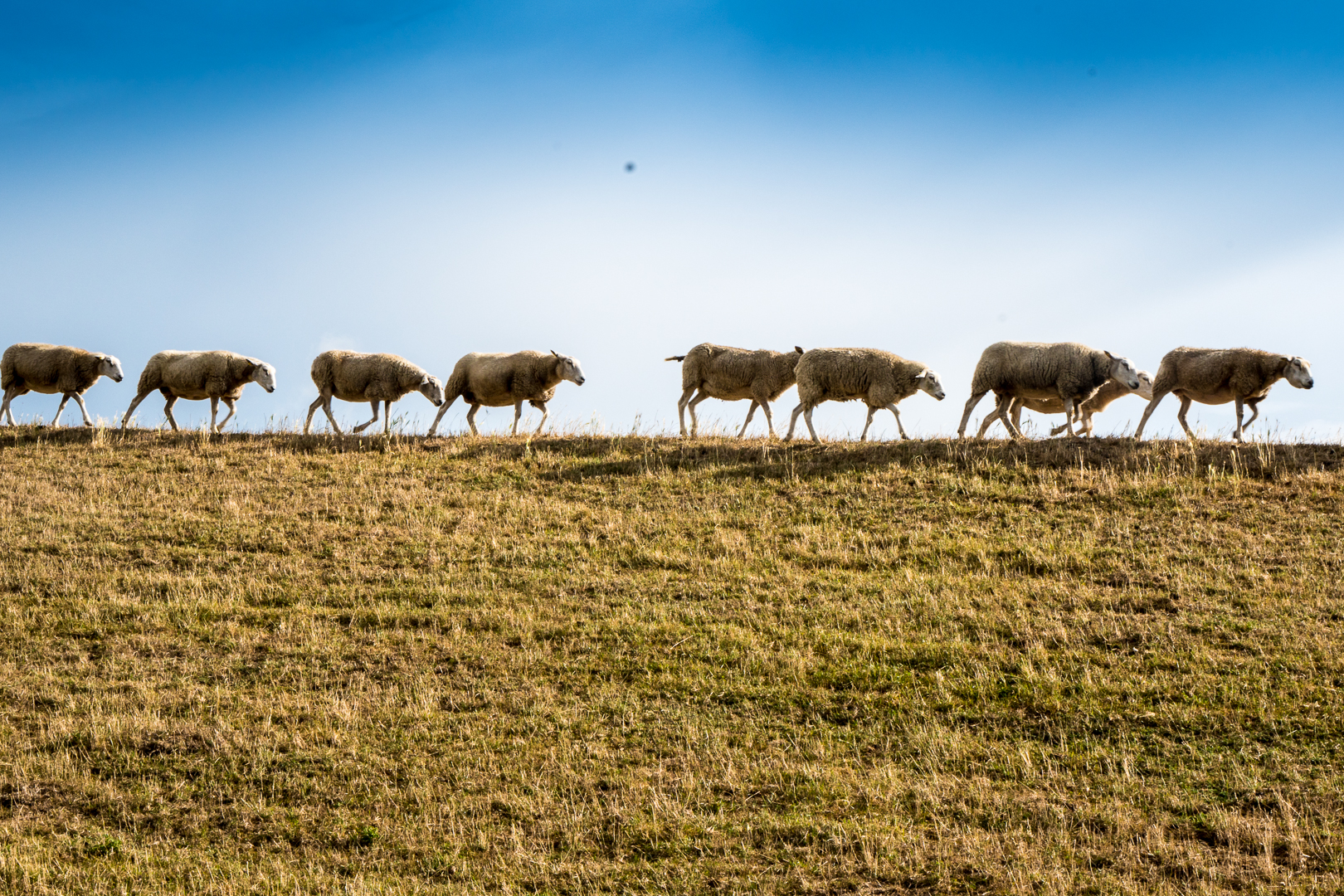 Schafe auf dem Deich