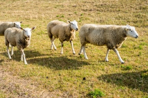 Schafe auf dem Deich