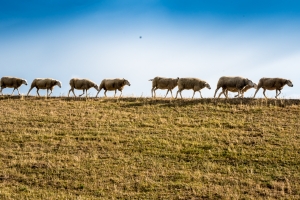 Schafe auf dem Deich