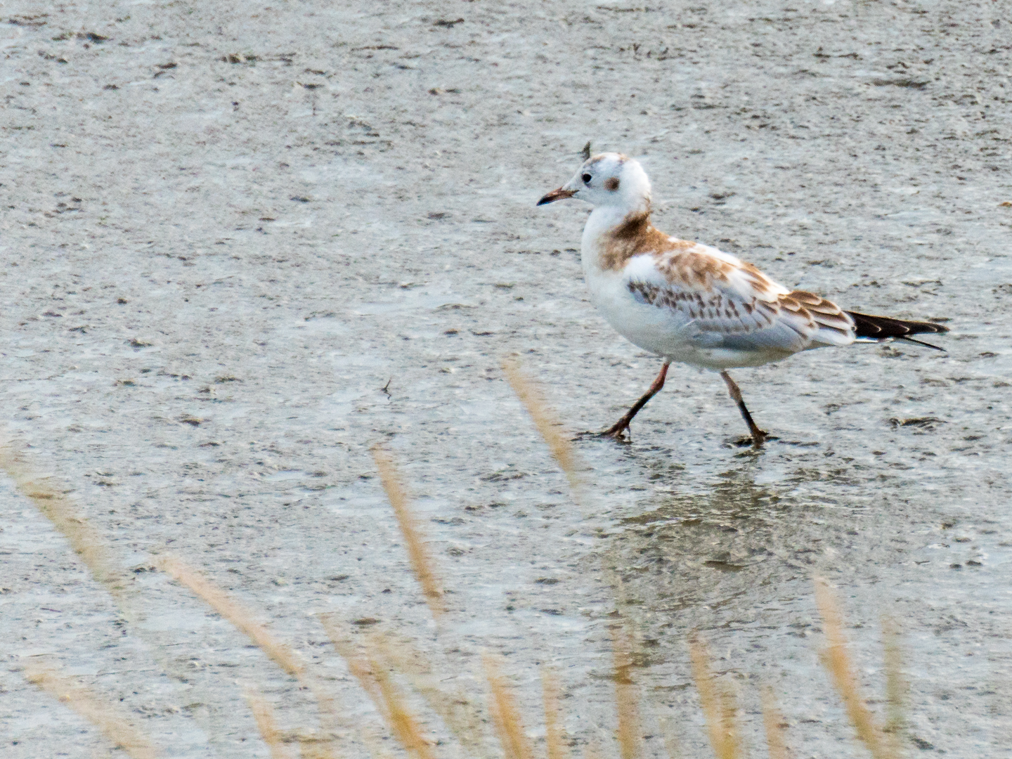 Nationalpark Wattenmeer Sandstrandläufer