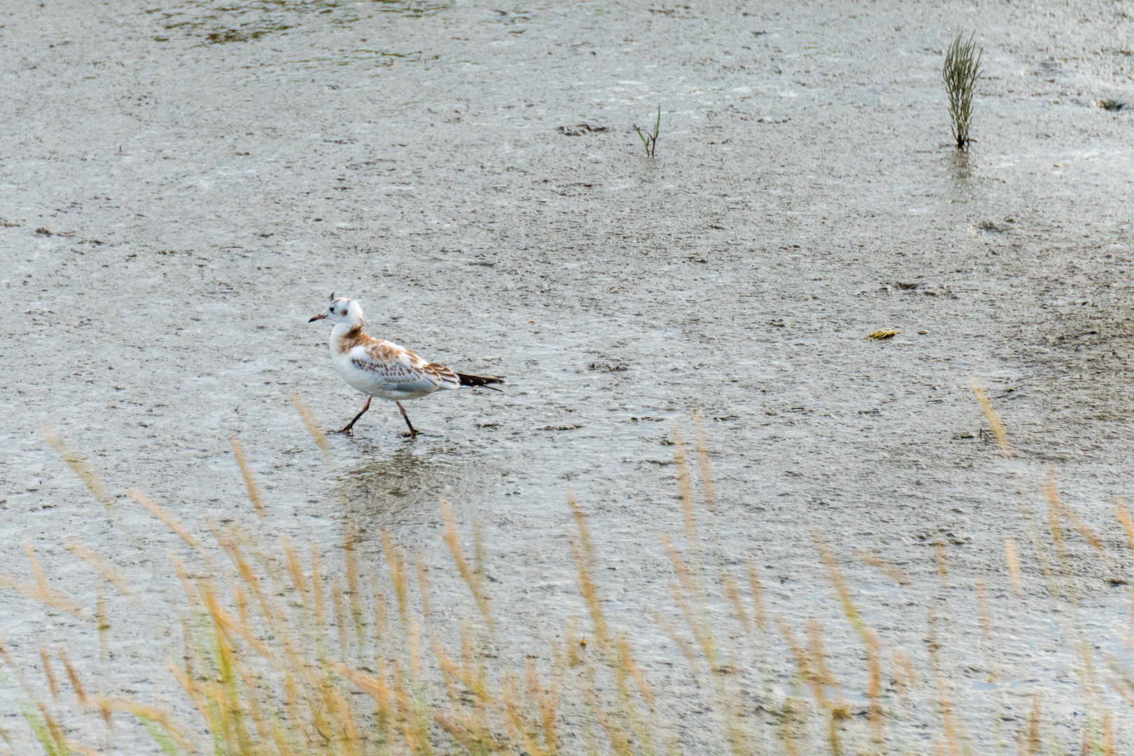 Nationalpark Wattenmeer UNESCO-Weltnaturerbe