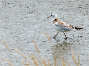 Nationalpark Wattenmeer Sandstrandläufer