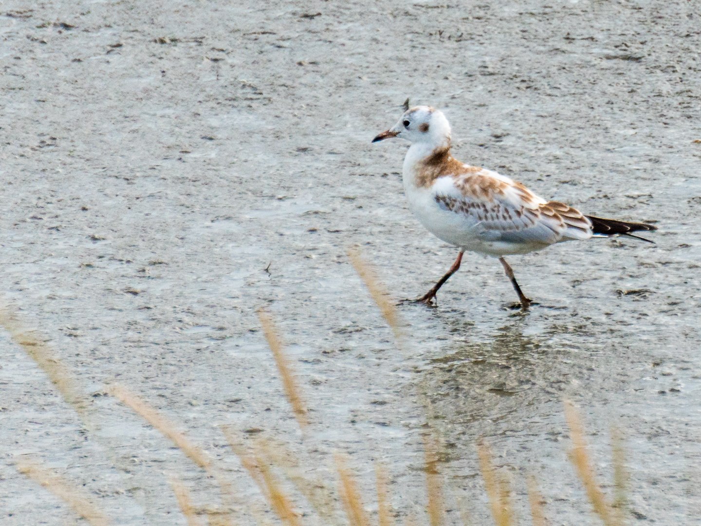 Nationalpark Wattenmeer Sandstrandläufer