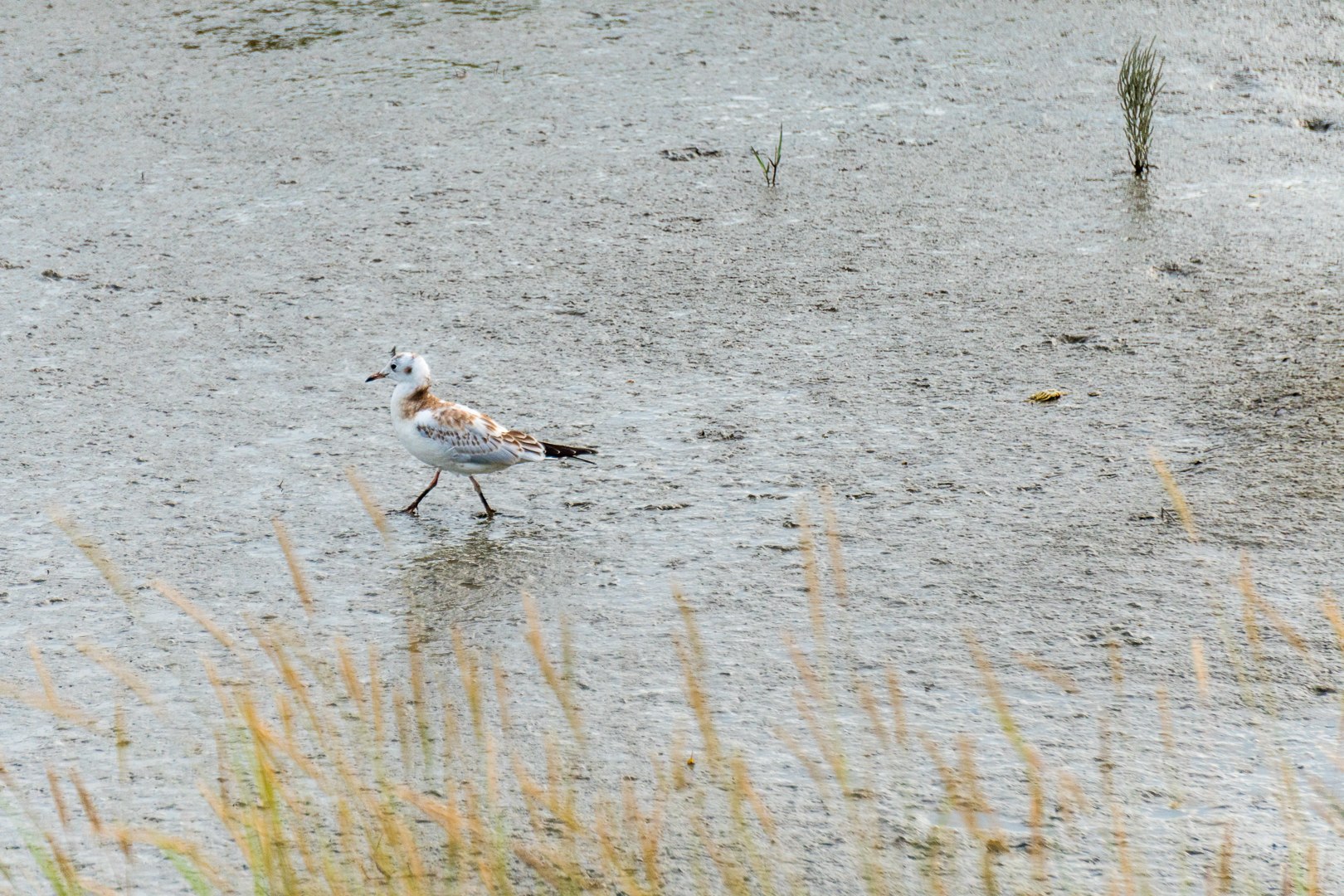Nationalpark Wattenmeer UNESCO-Weltnaturerbe