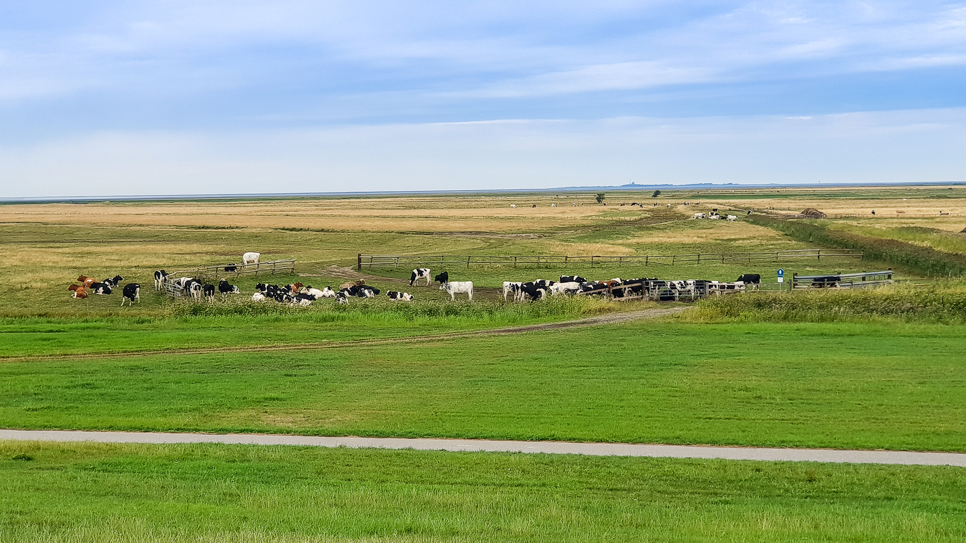 Kühe vor'm Deich in den Salzwiesen