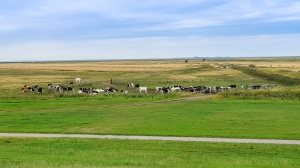 Kühe vor'm Deich in den Salzwiesen