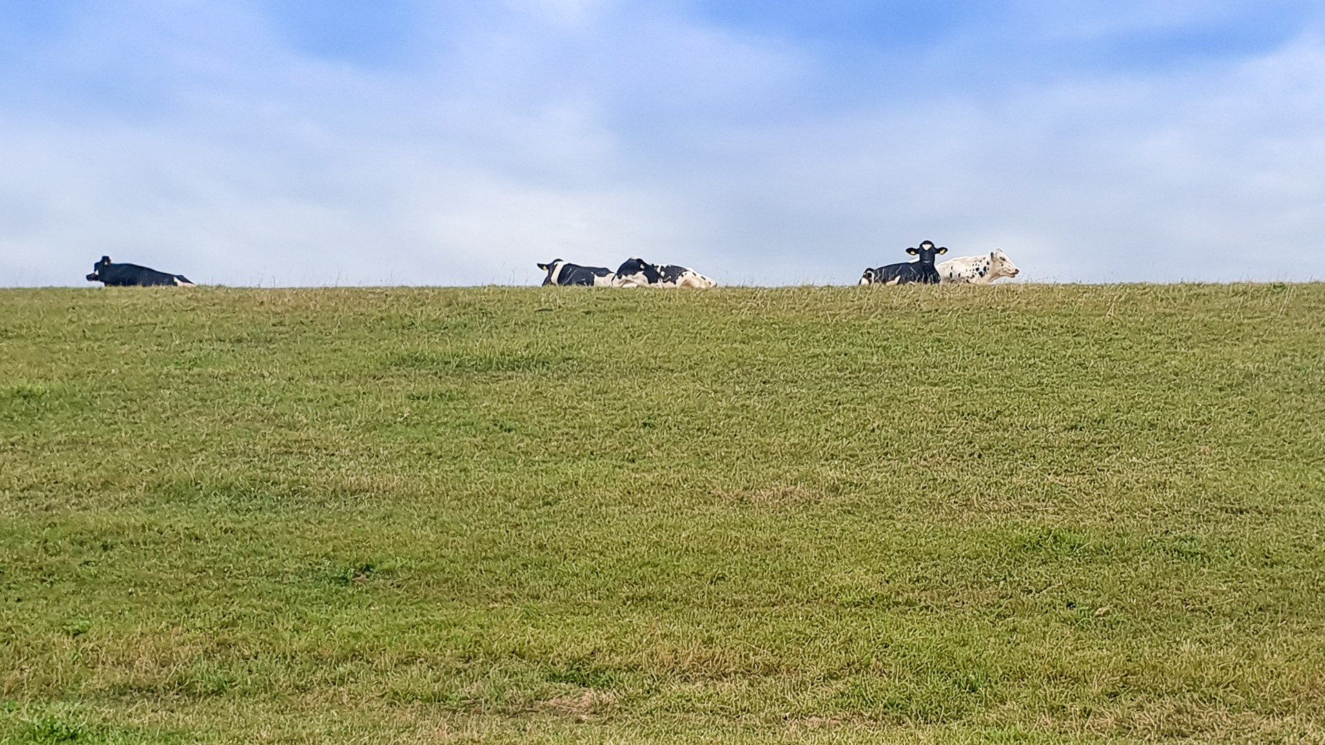 Kühe auf dem Deich