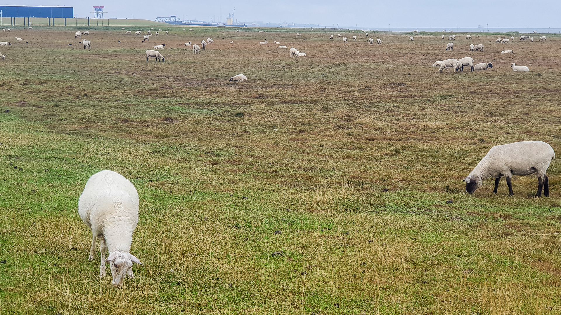 Schafe soweit das Auge reicht