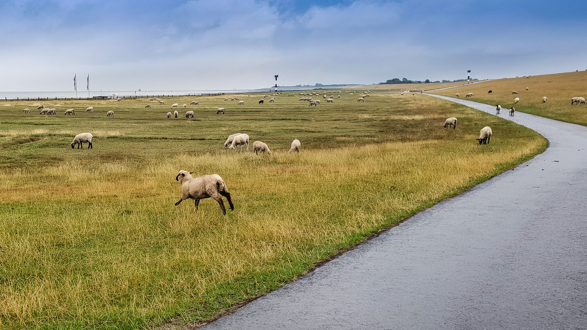 Schafe am Elbdeich