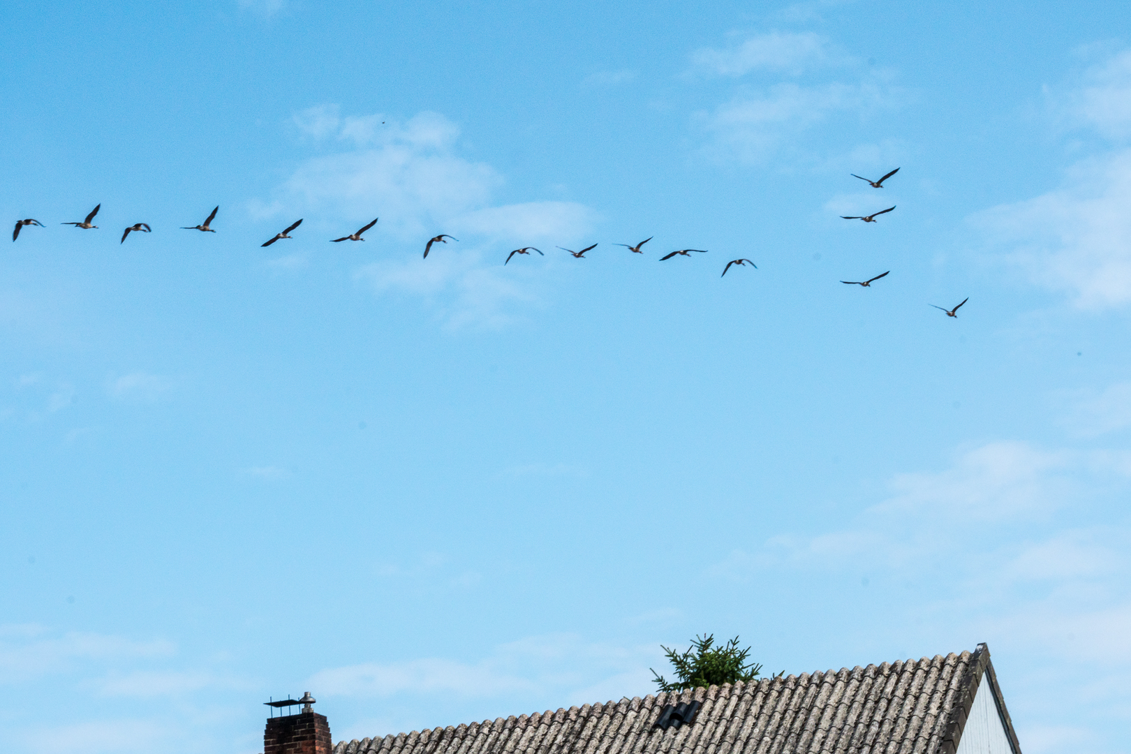 Gänse über Freiburg (Elbe)
