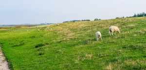 Am Elbedeich bei Glückstadt