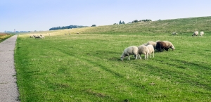 Vor'm Elbedeich bei Glückstadt