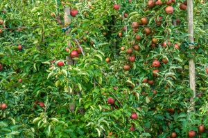 Obstplantage im Alten Land