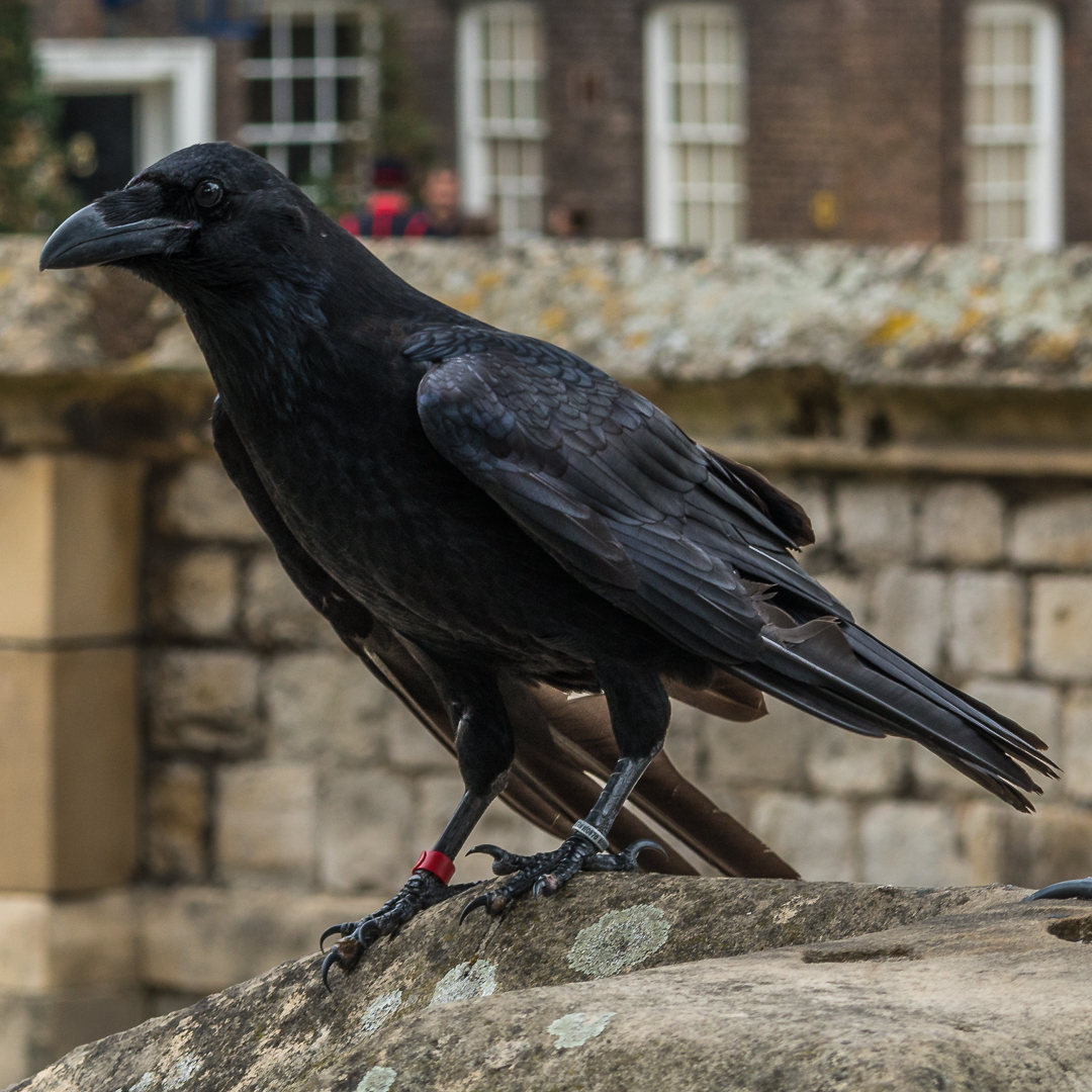 Rabe im Tower London