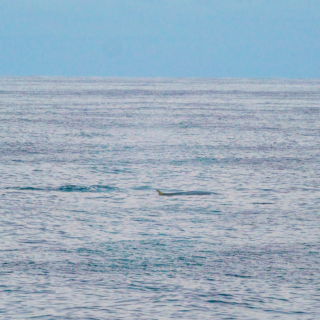 Wal auf dem Weg nach Dublin