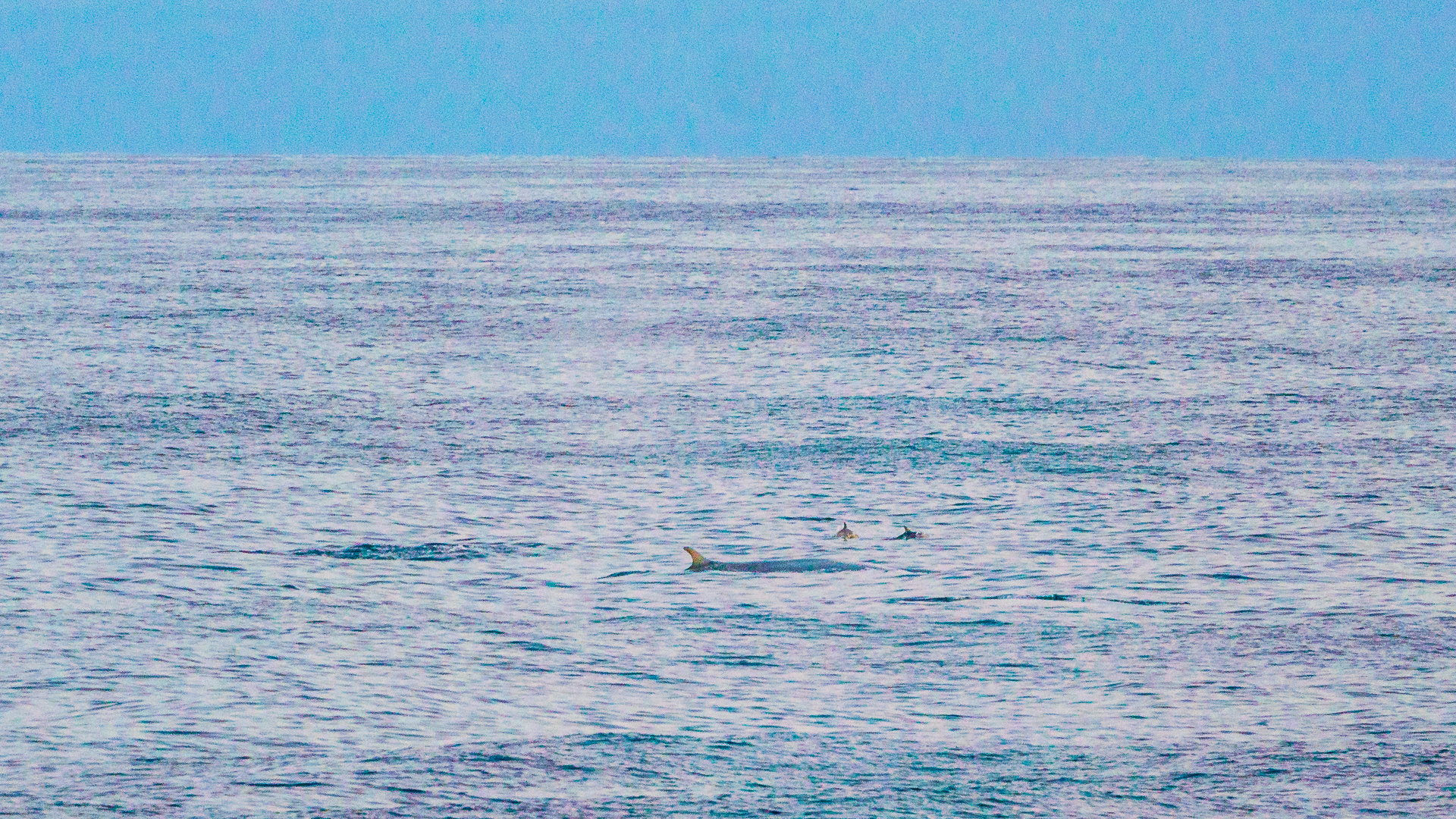 Wal auf dem Weg nach Dublin