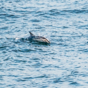Delphin auf dem Weg nach Dublin