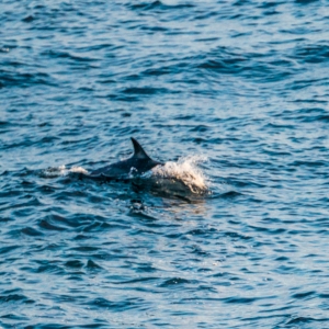 Delphin auf dem Weg nach Dublin