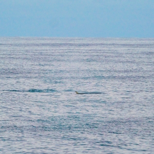 Wal auf dem Weg nach Dublin