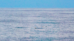 Wal auf dem Weg nach Dublin