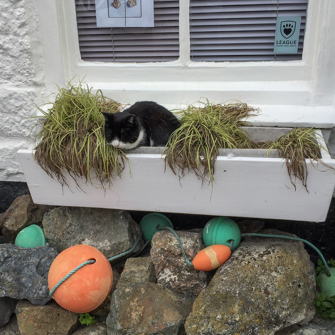Schlafende Katze im Blumenkasten