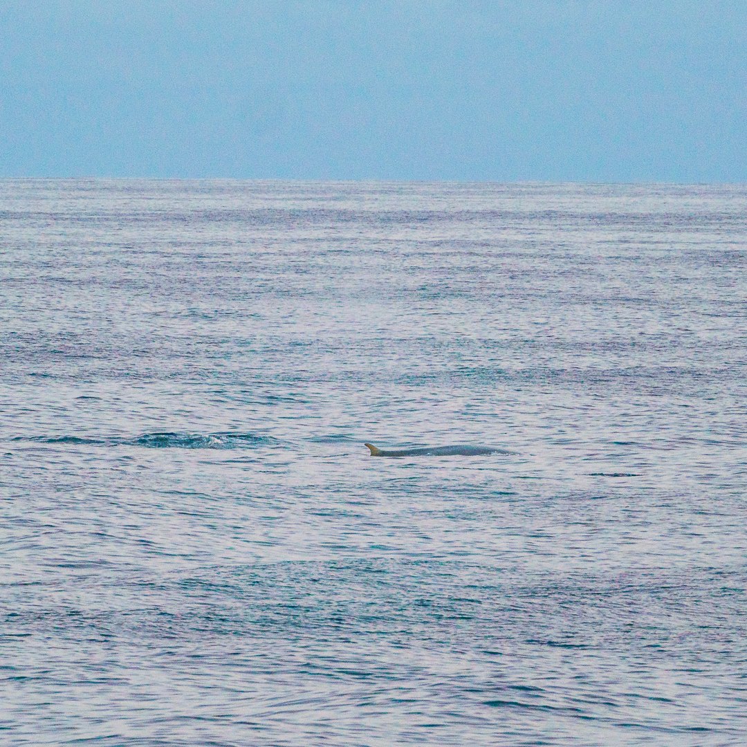 Wal auf dem Weg nach Dublin