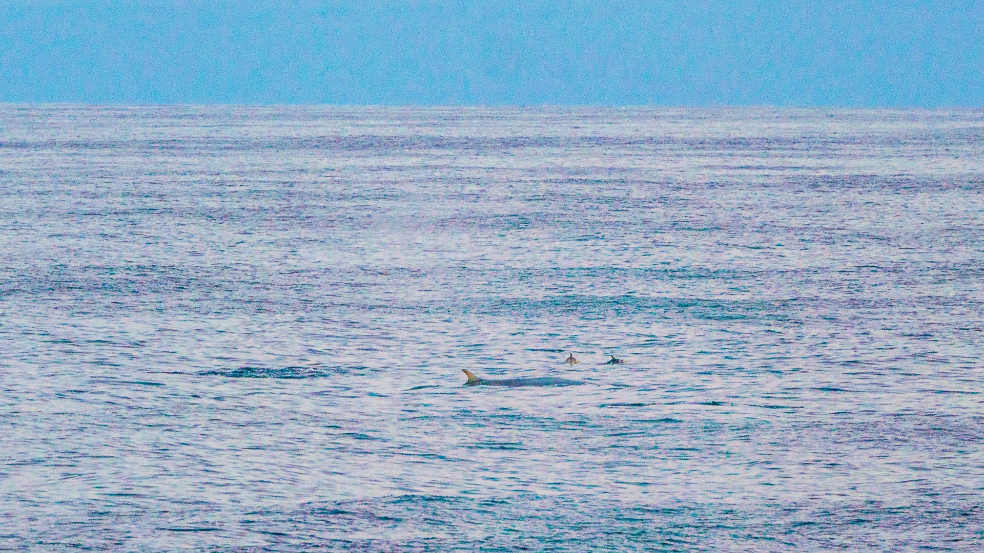 Wal auf dem Weg nach Dublin