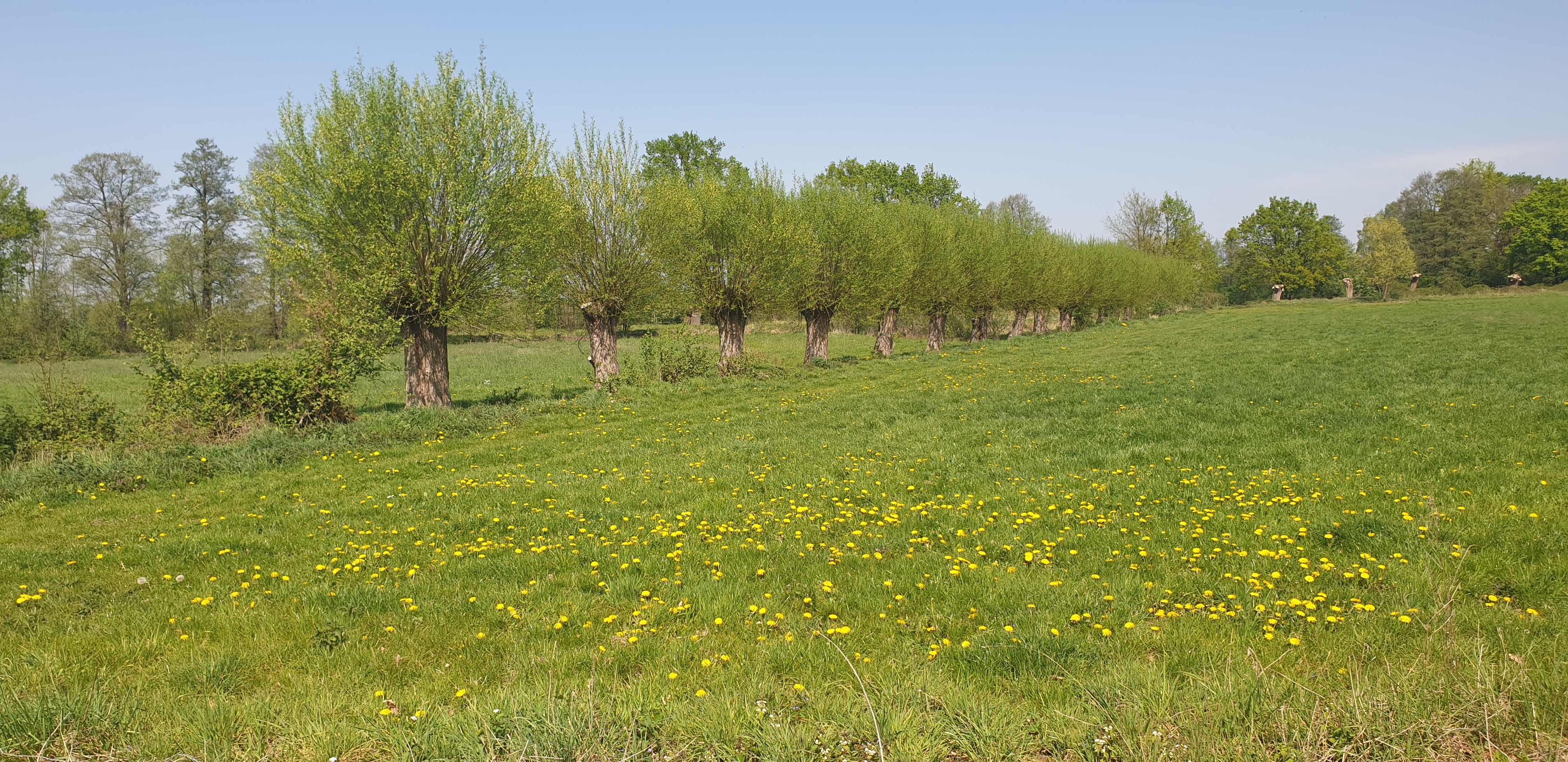Ems Radweg Tag1 Kopfweiden an der Ems