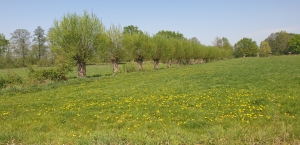 Ems Radweg Tag1 Kopfweiden an der Ems