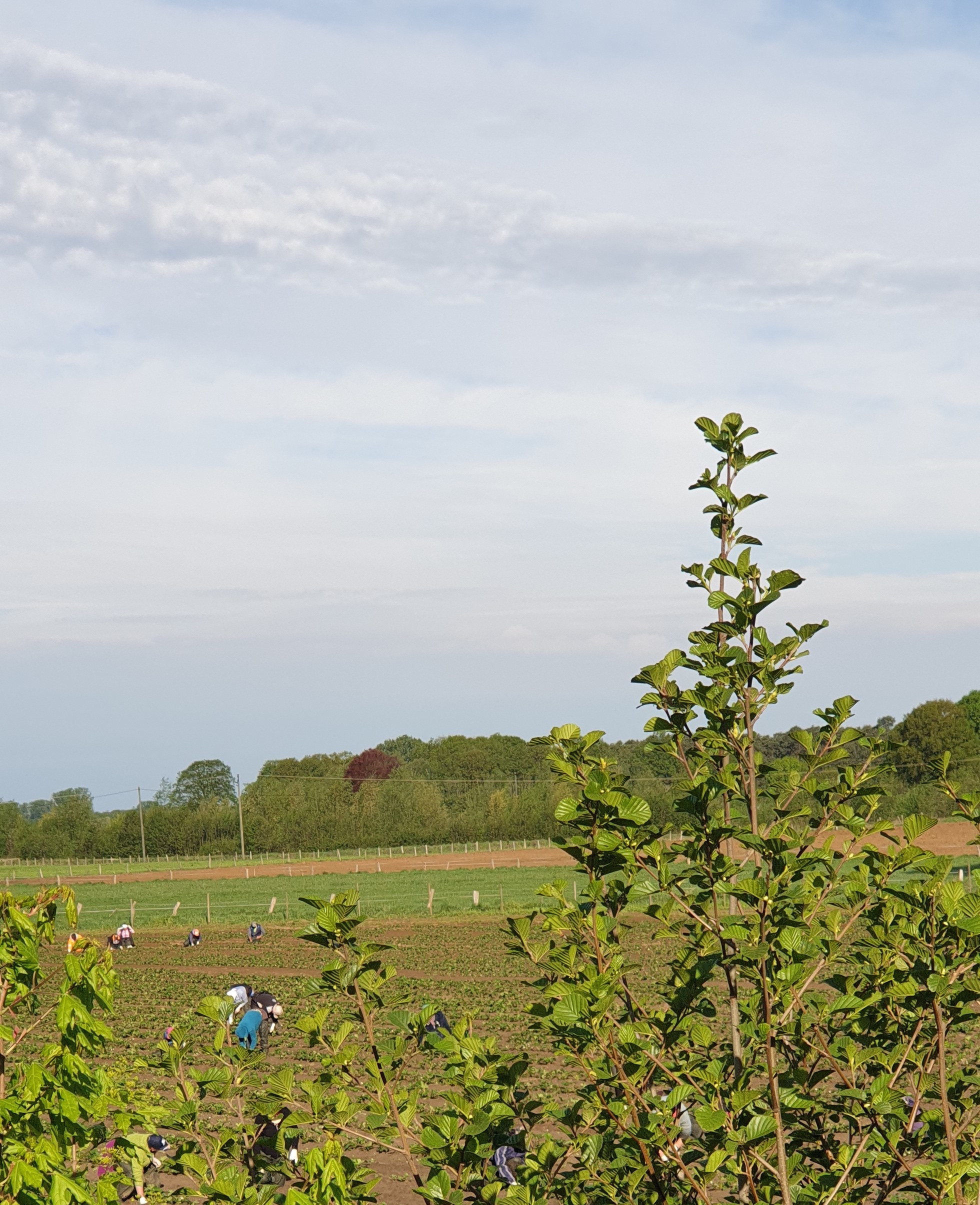 Ems Radweg Tag 4 - Schäfchen-Wolken