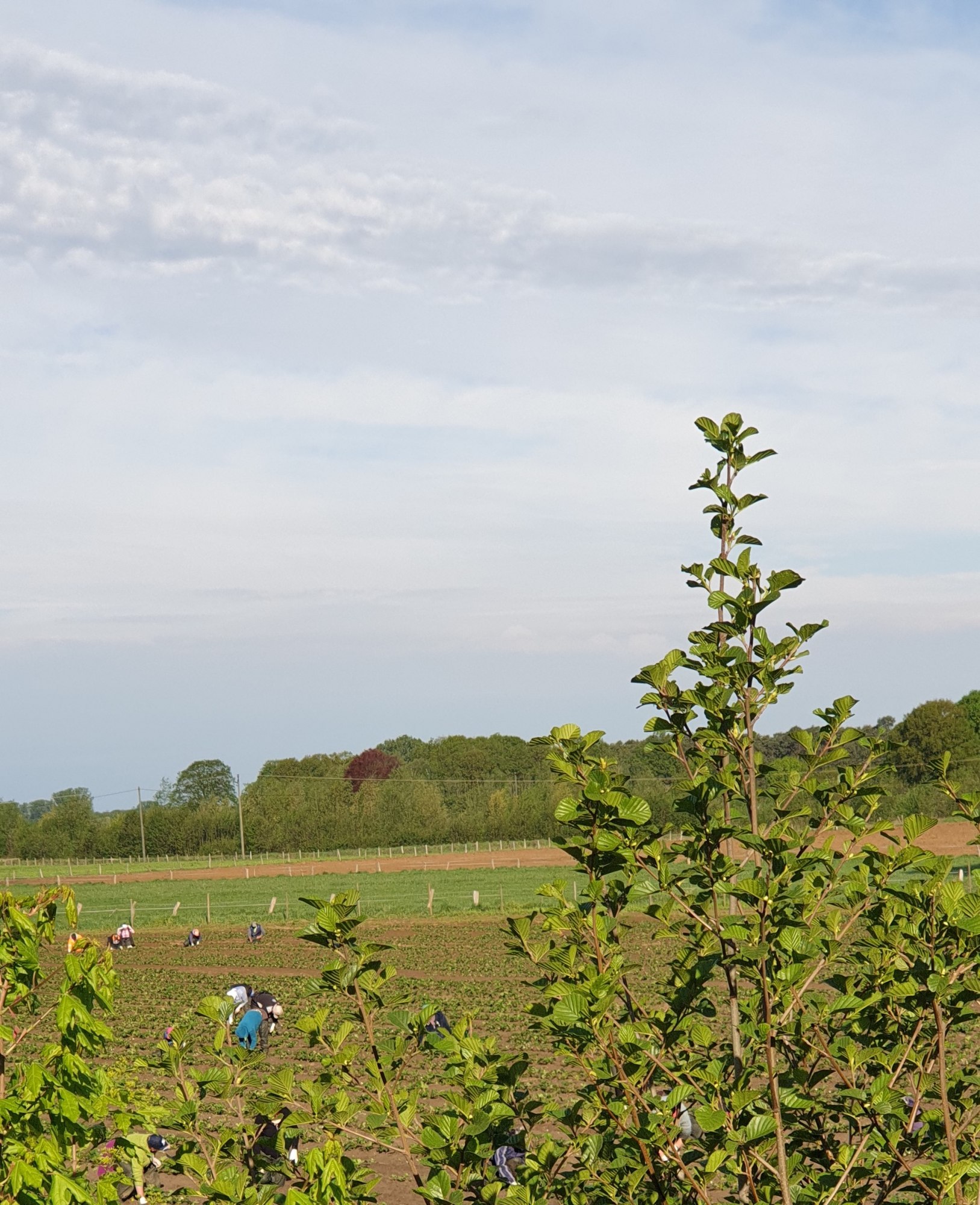 Ems Radweg Tag 4 - Schäfchen-Wolken