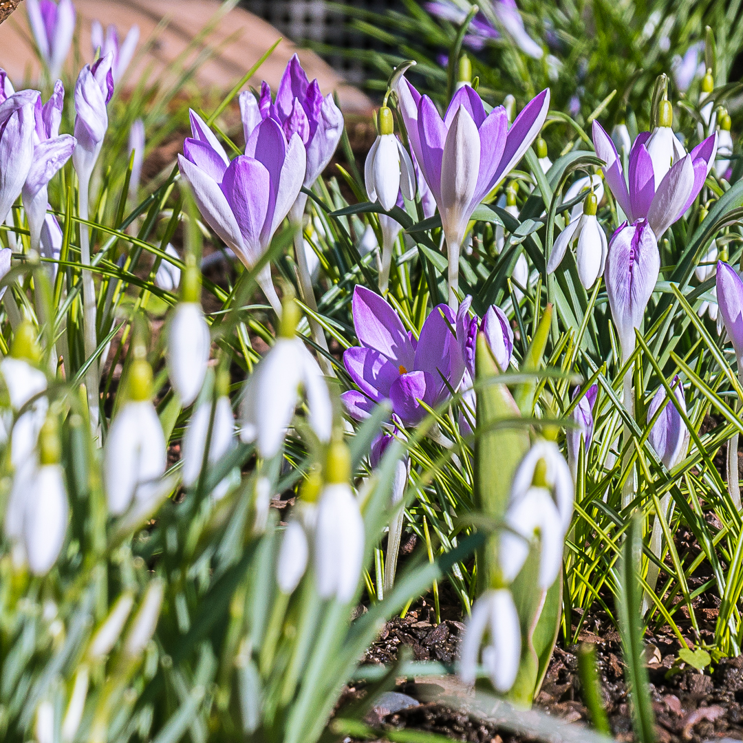 Kommt der Frühling?