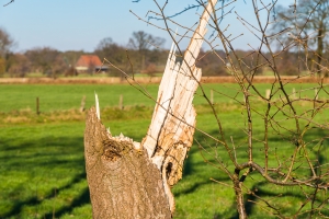 Der Januarsturm und seine Spuren