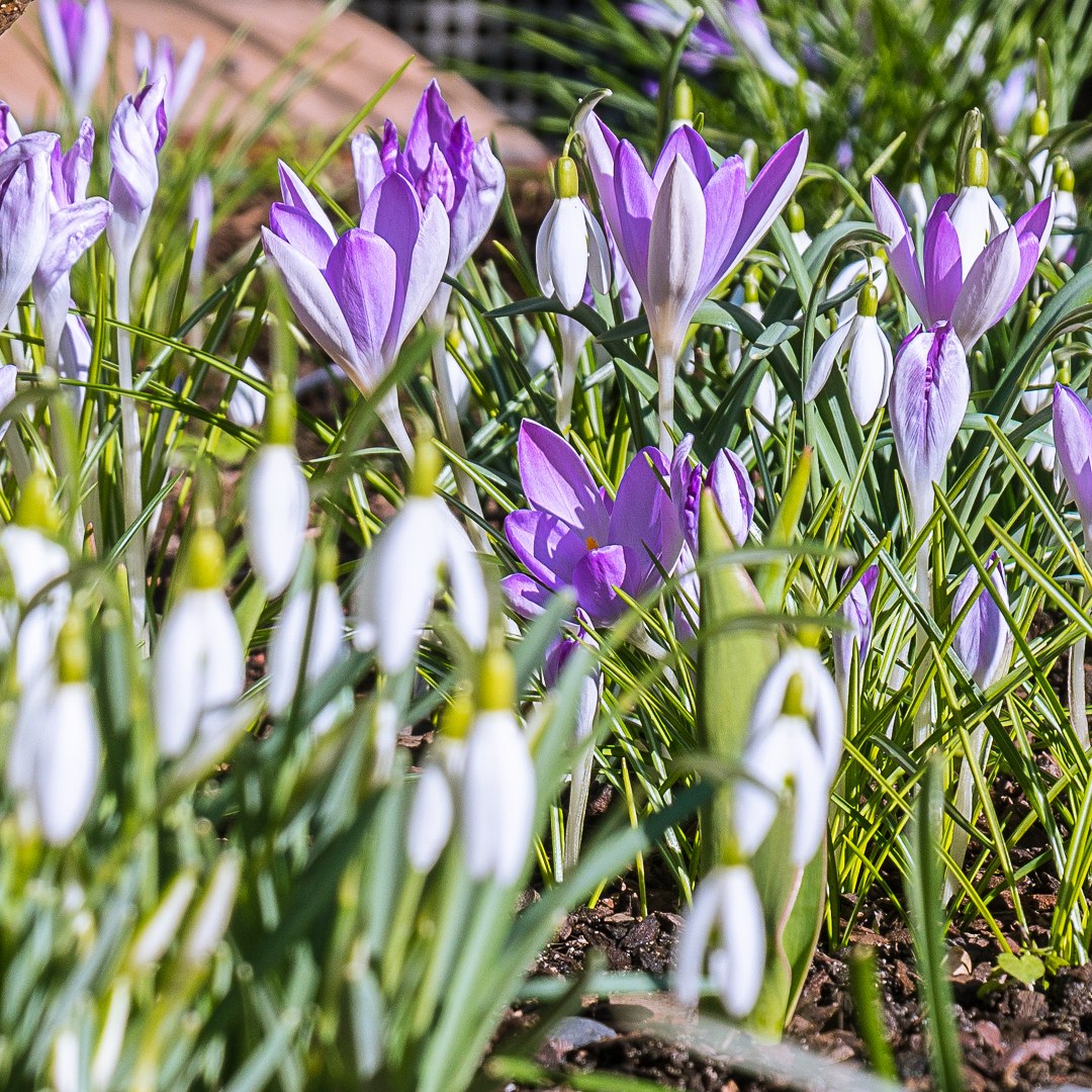 Kommt der Frühling?