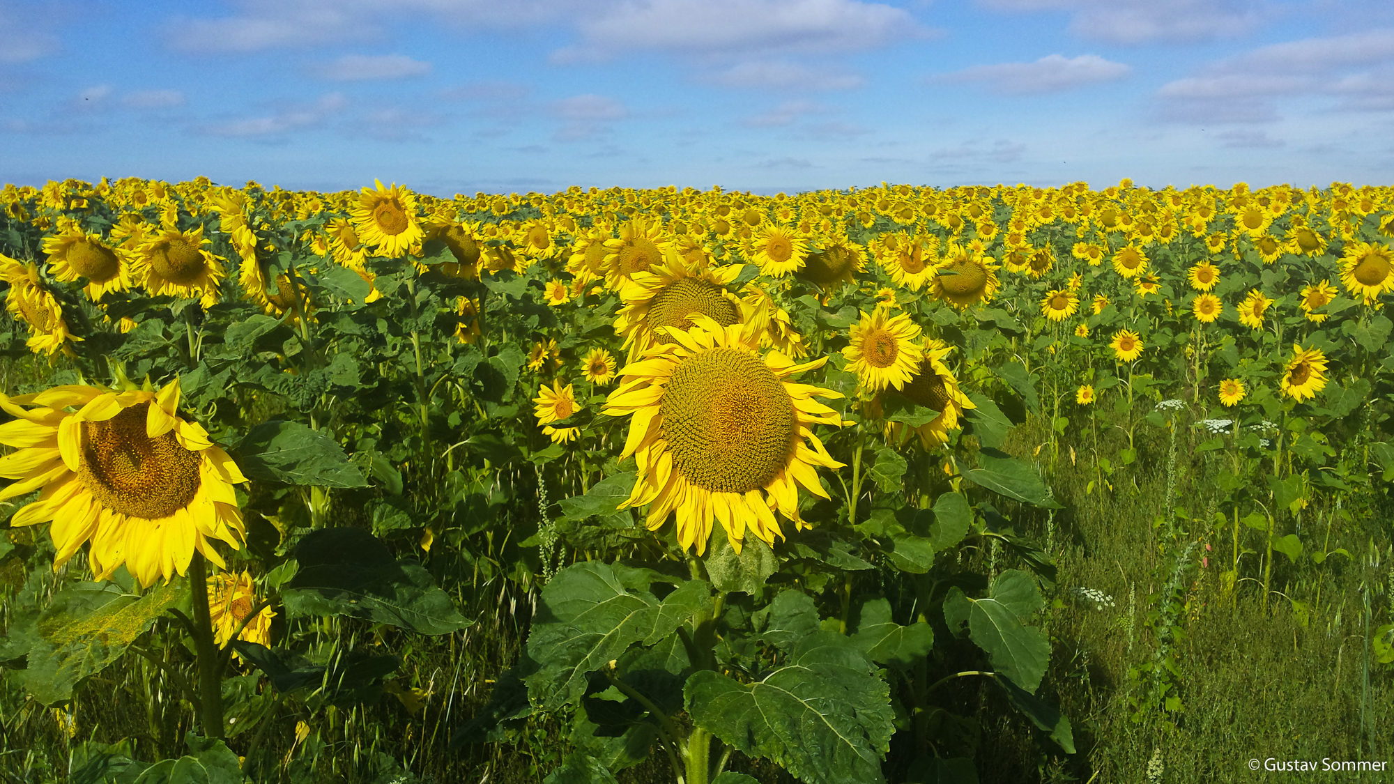 Sonnenblumenfeld
