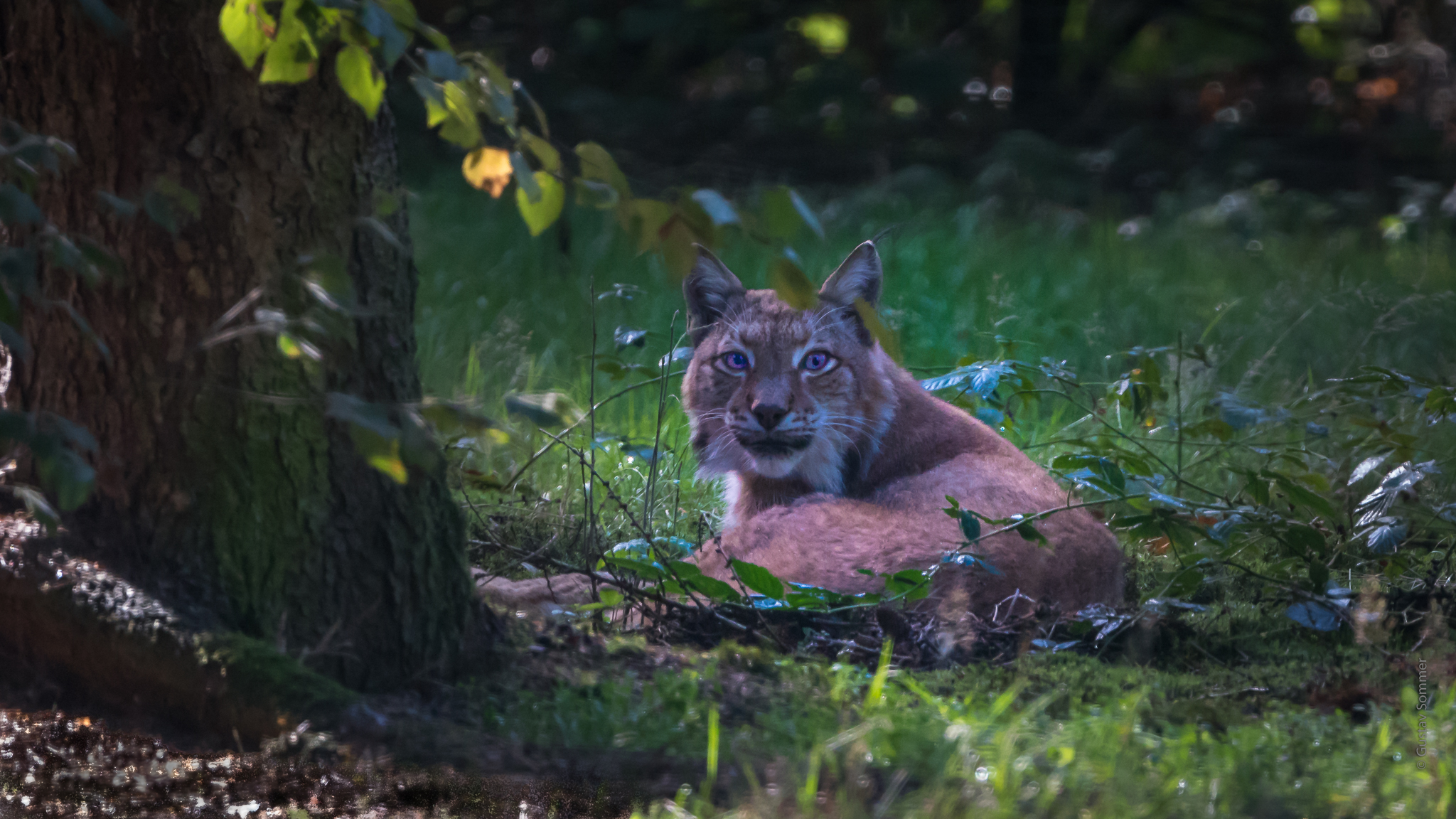 Luchs in der Nachmittagssonne