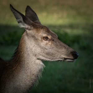 ... Ich find mich scharf und schön