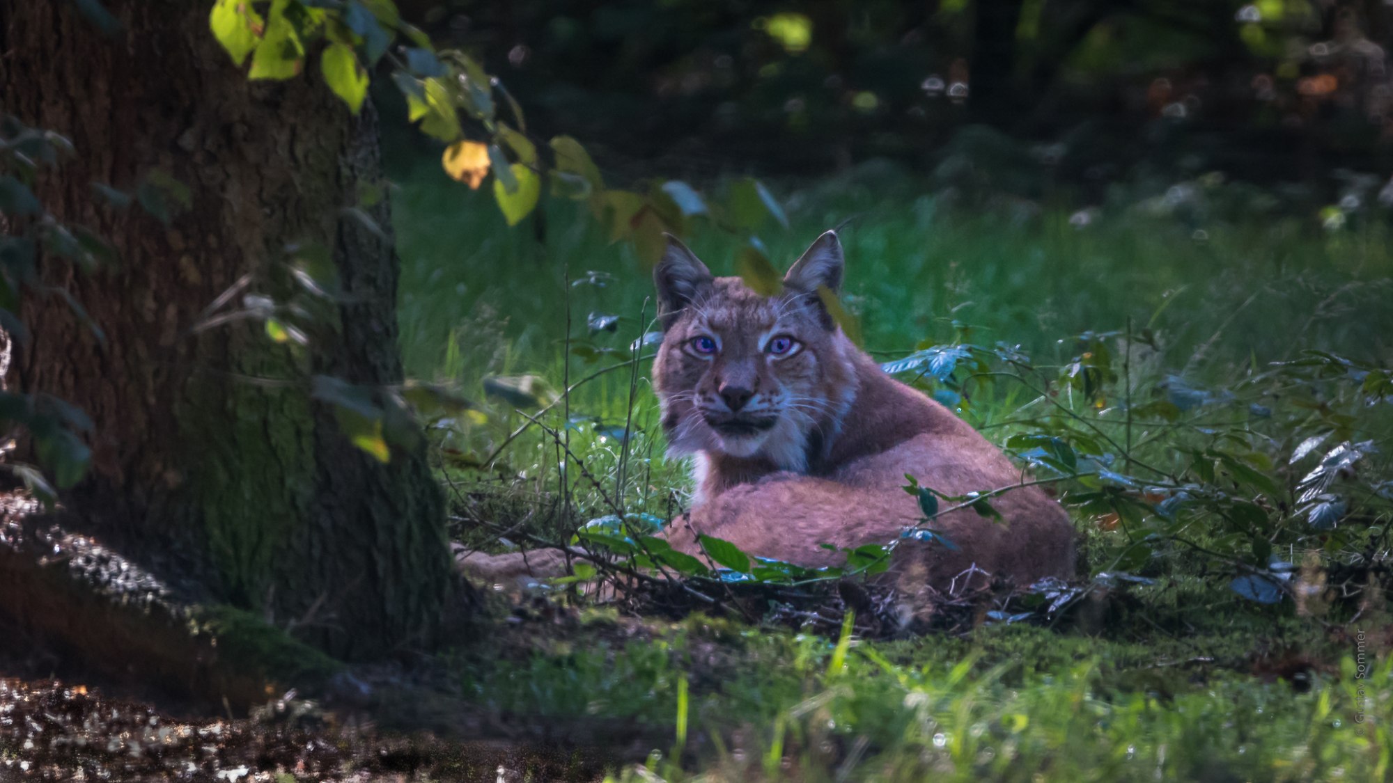 Luchs in der Nachmittagssonne