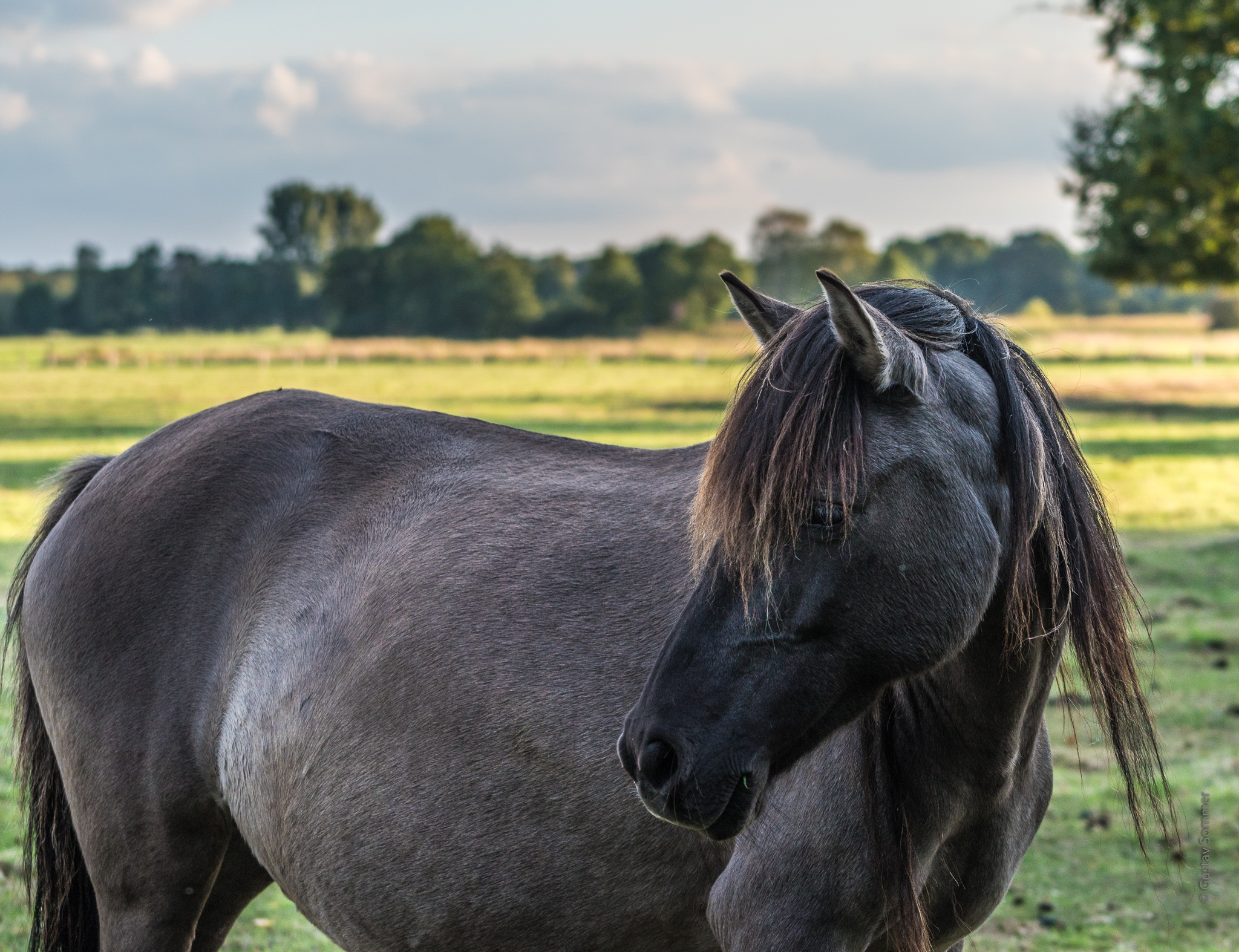 Wildpferd im Merfelder Bruch, bei Dülmen