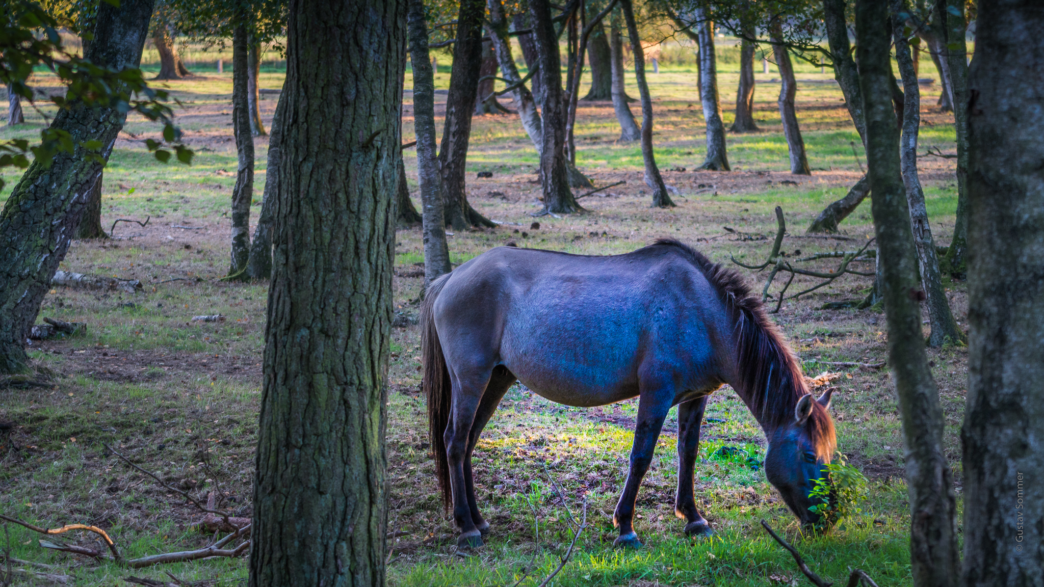 Wildpferd im Merfelder Bruch