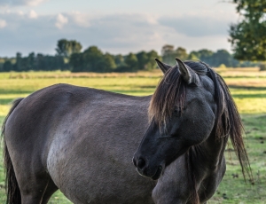 Wildpferd im Merfelder Bruch, bei Dülmen