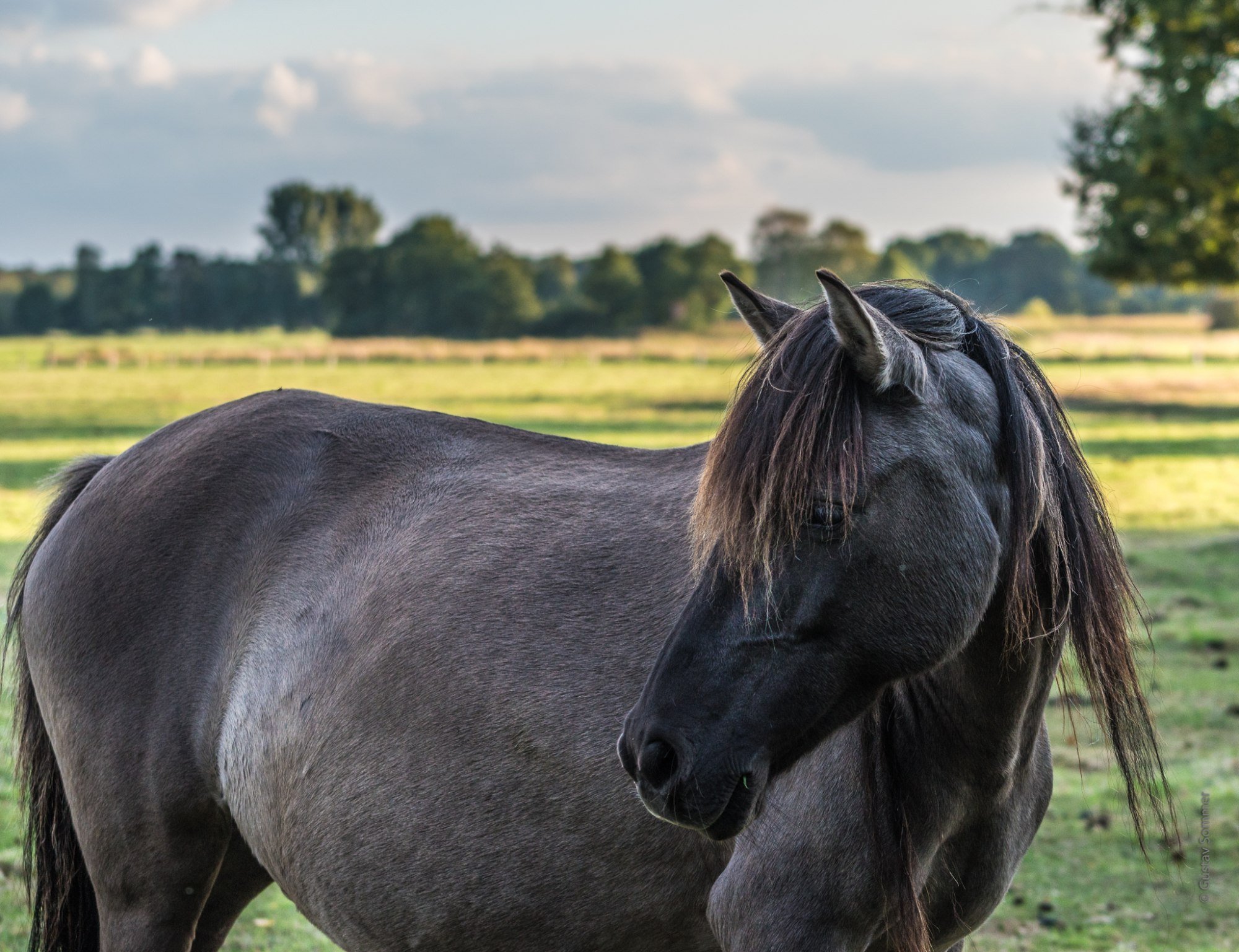 Wildpferd im Merfelder Bruch, bei Dülmen
