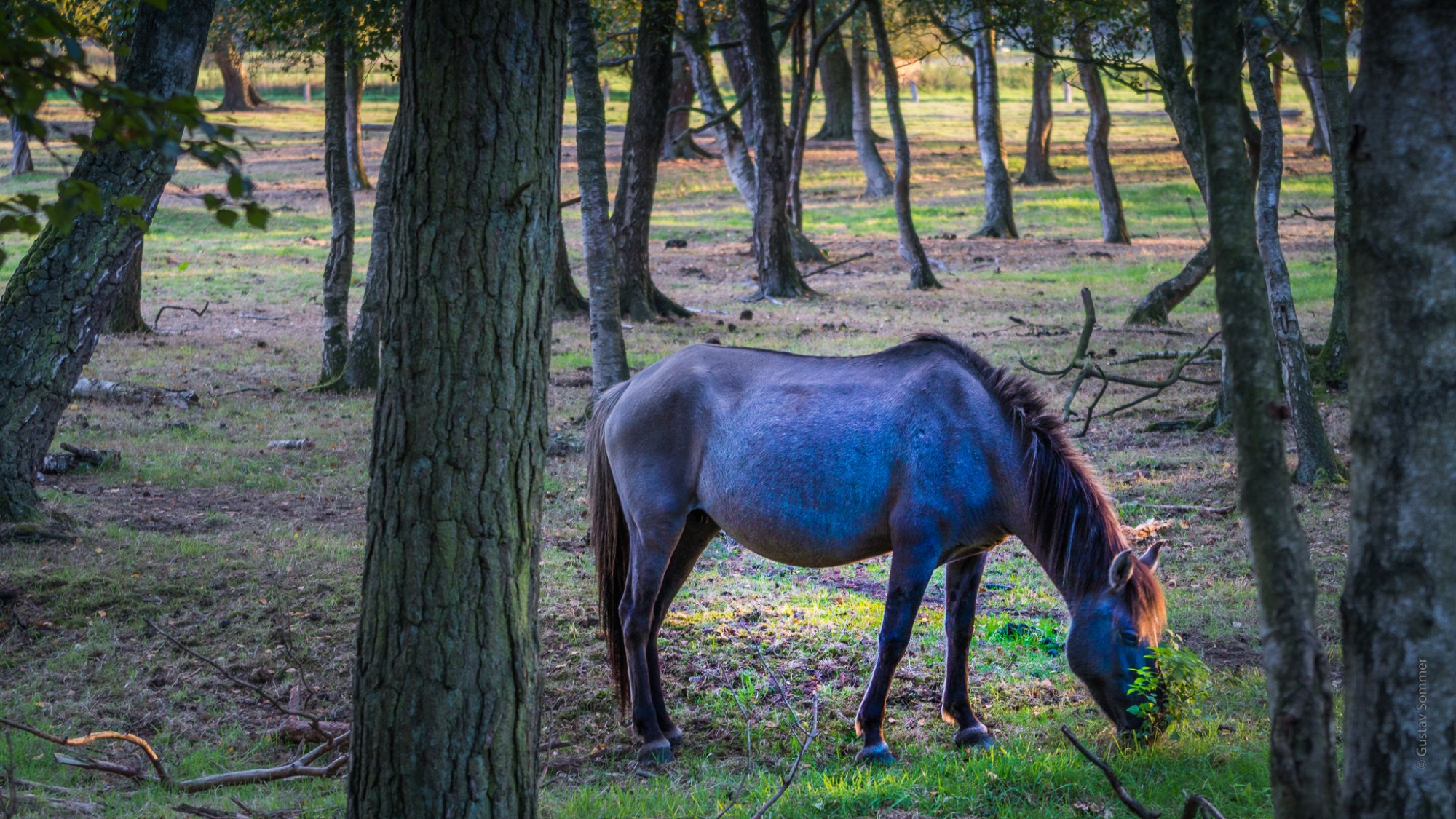 Wildpferd im Merfelder Bruch