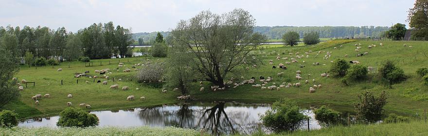 Niederhein bei Wesel 2012 | Foto Gustav Sommer