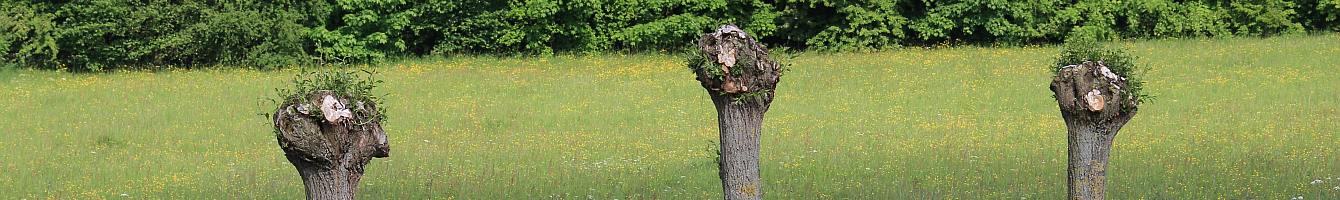 Meine niederrheinischen Kopfweiden